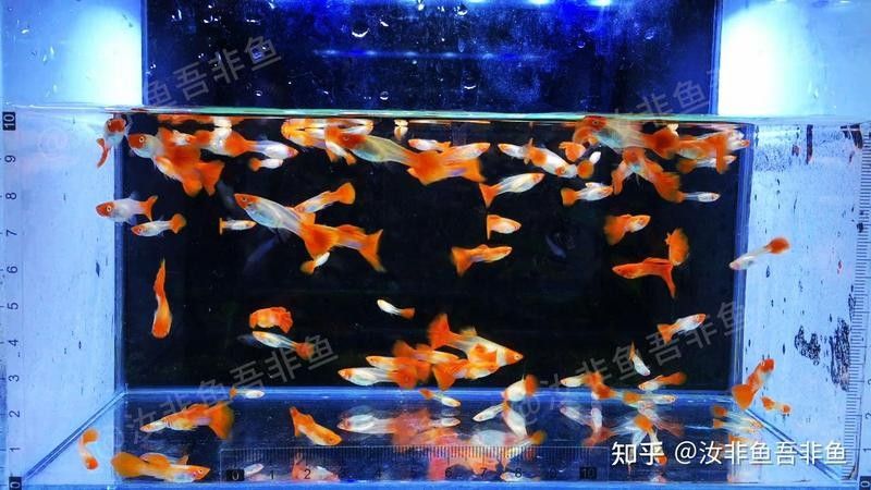 孔雀龍魚繁殖注意事項（\