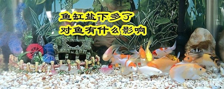 金龍魚鹽放多了會怎樣（寵物達(dá)人，魚缸鹽放多了對魚有什么影響）