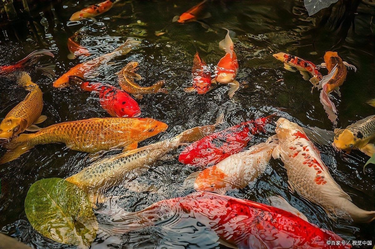 龍魚換水時需要放鹽嗎？（萌寵之樂龍魚換水頻率與量如何掌握從三分之一到九分之一到九分之一）