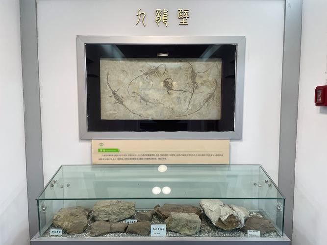 如何搜索更多龍魚圖片?(如何搜索更多龍魚圖片) 龍魚百科 第2張 如何搜索更多龍魚圖片?(如何搜索更多龍魚圖片) 如何搜索更多龍魚圖片?(如何搜索更多龍魚圖片) 龍魚百科 第2張