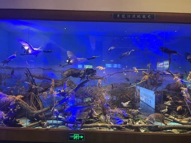 如何搜索更多龍魚圖片?(如何搜索更多龍魚圖片) 龍魚百科 第1張 如何搜索更多龍魚圖片?(如何搜索更多龍魚圖片) 如何搜索更多龍魚圖片?(如何搜索更多龍魚圖片) 龍魚百科 第1張