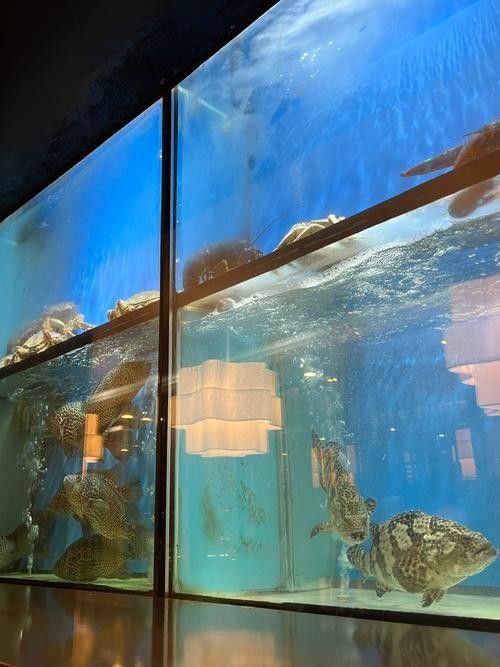 如何搜索更多龍魚圖片?(如何搜索更多龍魚圖片) 龍魚百科 第4張 如何搜索更多龍魚圖片?(如何搜索更多龍魚圖片) 如何搜索更多龍魚圖片?(如何搜索更多龍魚圖片) 龍魚百科 第4張