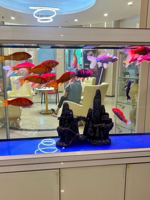 如何搜索更多龍魚圖片?(如何搜索更多龍魚圖片) 龍魚百科 第3張 如何搜索更多龍魚圖片?(如何搜索更多龍魚圖片) 如何搜索更多龍魚圖片?(如何搜索更多龍魚圖片) 龍魚百科 第3張