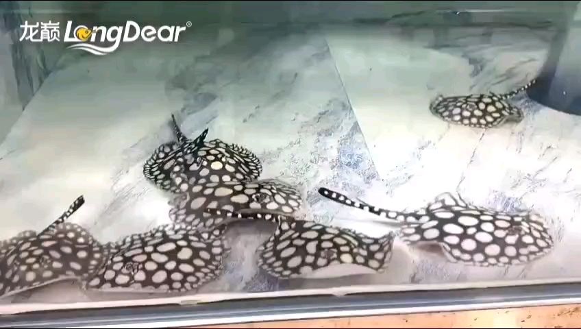 給大魚缸換水的作文:體驗給大魚缸換水的樂趣:體驗給大魚缸換水:給大魚缸換水的作文 轉發920(“轉發920”對當今社會的影響) 龍魚論壇 轉發920(“轉發920”對當今社會的影響) 轉發920(“轉發920”對當今社會的影響) 龍魚論壇