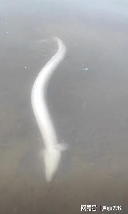 土龍魚的價格是多少？（土龍魚：一種營養豐富的淡水魚類,探尋其燉煮之道城市轉動）