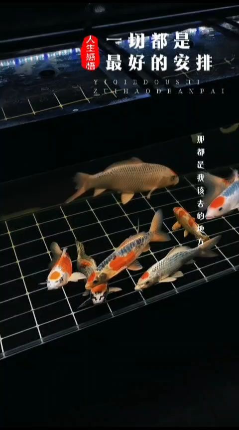打卡（打卡文化的興起背景） 打卡（打卡文化的興起背景） 龍魚論壇