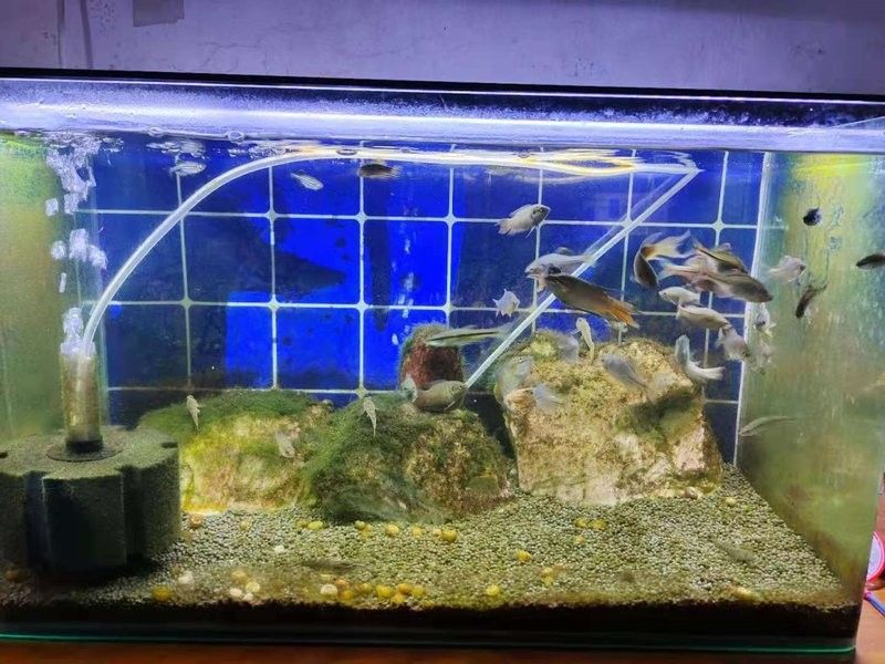 斑馬魚和龍魚可以混養嗎？（斑馬魚和龍魚可以混養嗎）