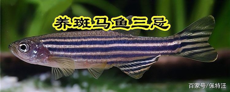 斑馬魚和龍魚可以混養嗎？（斑馬魚和龍魚可以混養嗎）