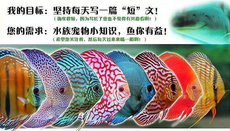 如何消毒活體餌料（體餌料的消毒是確保水產養殖過程中水質安全和預防疾病傳播的重要步驟）