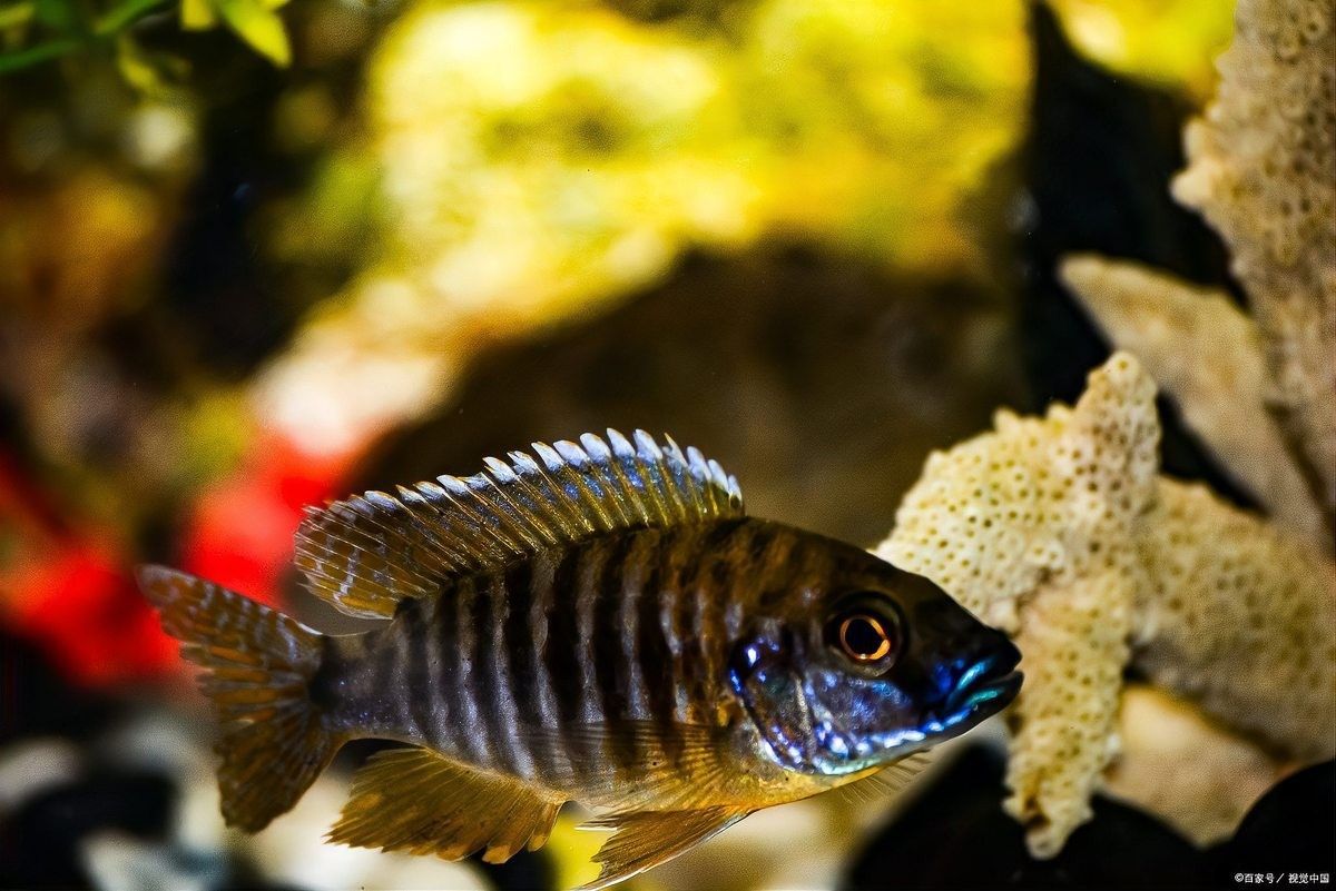 曼龍魚混養需要定期換水嗎？（曼龍魚混養是否需要定期換水） 曼龍魚混養需要定期換水嗎？（曼龍魚混養是否需要定期換水） 龍魚百科 第7張