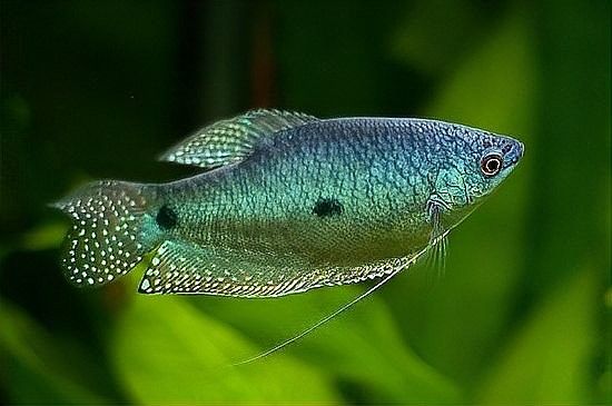 曼龍魚混養需要定期換水嗎？（曼龍魚混養是否需要定期換水） 曼龍魚混養需要定期換水嗎？（曼龍魚混養是否需要定期換水） 龍魚百科 第6張