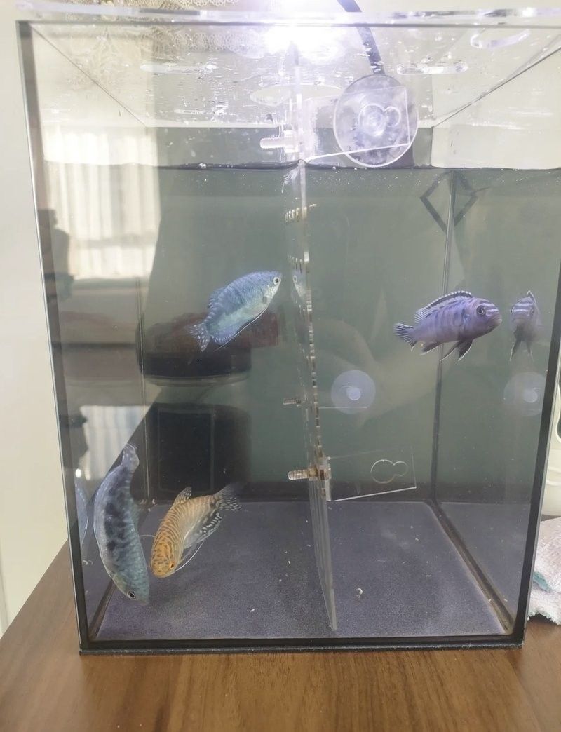 曼龍魚混養需要定期換水嗎？（曼龍魚混養是否需要定期換水） 曼龍魚混養需要定期換水嗎？（曼龍魚混養是否需要定期換水） 龍魚百科 第8張