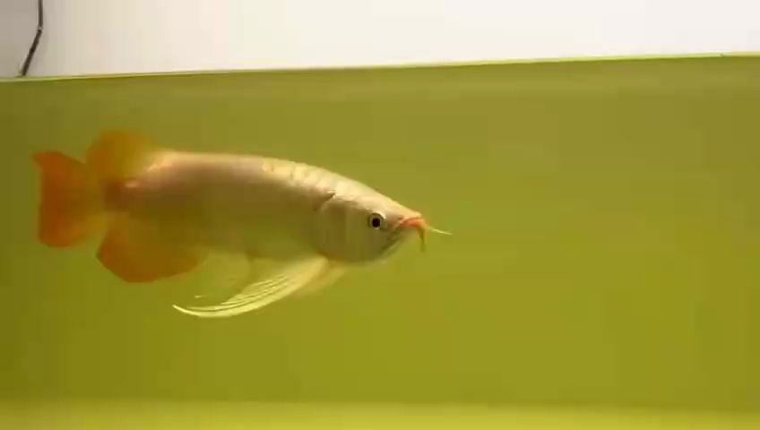 更新（人工智能與iot的結合） 更新（人工智能與iot的結合） 龍魚論壇