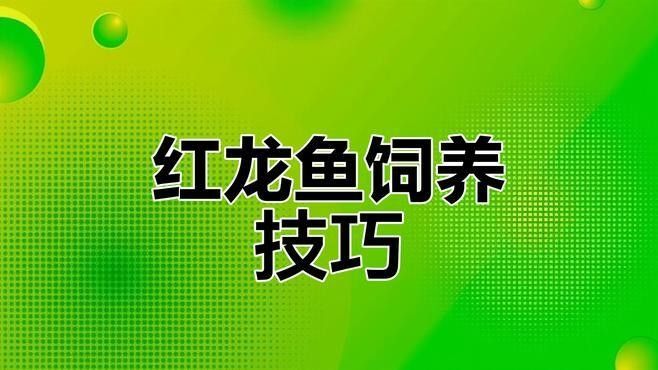 紅龍魚發色最佳燈光搭配（紅龍魚怎么養容易發色）