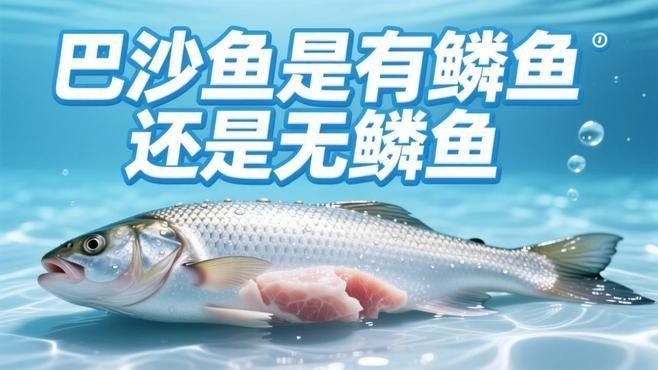 如何區分雪龍魚和巴沙魚（巴沙魚和龍利魚的區別，弄懂少花冤枉錢水墨尚食聽）