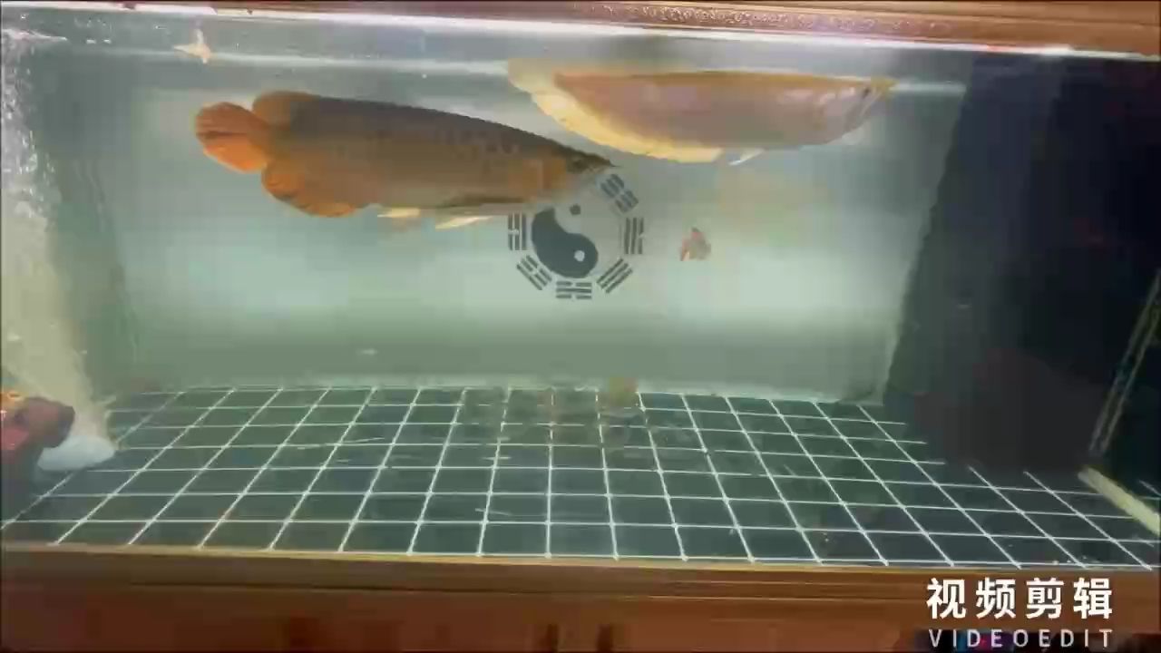 每天打卡（kiotto桐：每天打卡的意義與影響，在現代生活節奏加快的背景下）