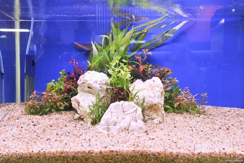 龍魚和七彩混養需要多大的缸？（魚和七彩混養的魚缸大小取決于多種因素，龍魚和七彩混養需要多大功率加熱棒） 龍魚和七彩混養需要多大的缸？（魚和七彩混養的魚缸大小取決于多種因素，龍魚和七彩混養需要多大功率加熱棒） 龍魚百科 第6張