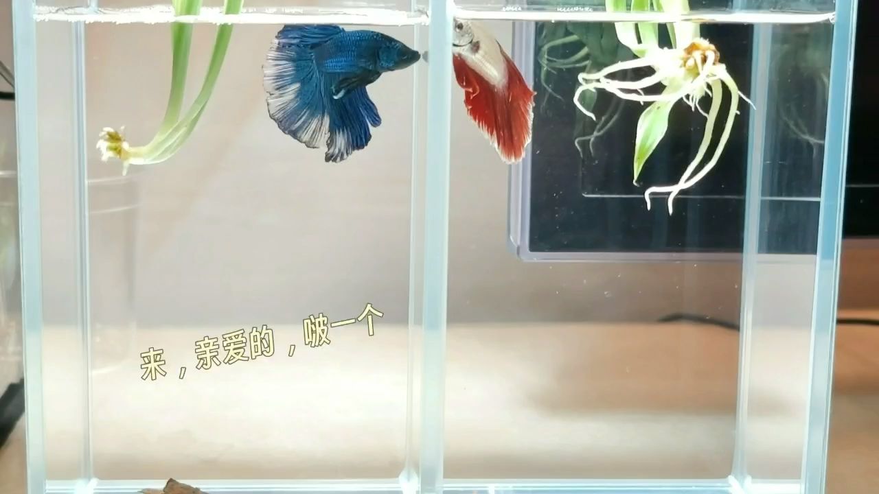 夜色撩人（夜色撩人，）