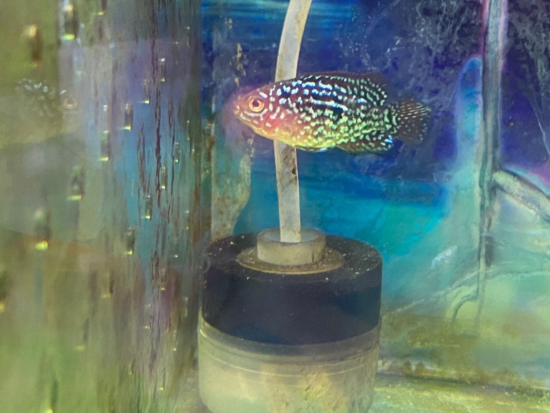 記錄一下（小魚包尾3厘米小魚包尾3厘米小魚包尾3厘米）