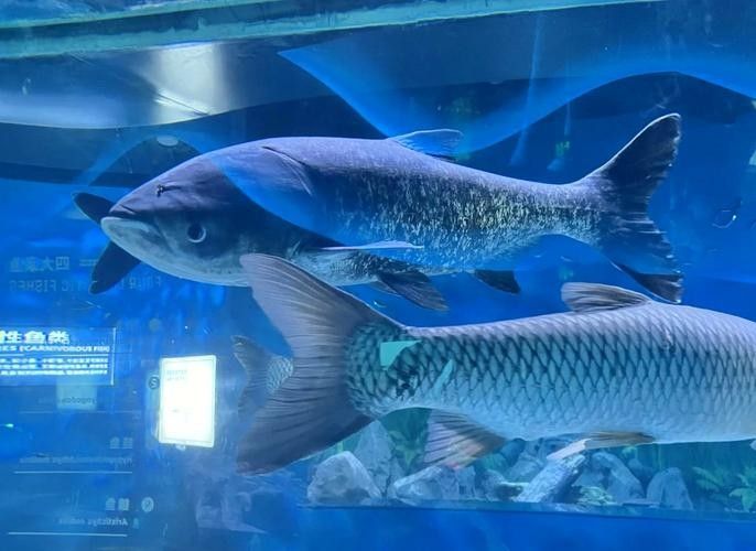 紹興哪個水族館龍魚好？祥龍魚場龍魚（紹興市祥龍魚場是當地知名的水族館之一）