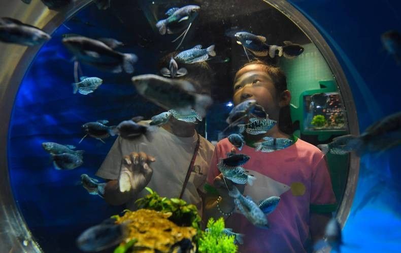 紹興哪個水族館龍魚好？祥龍魚場龍魚（紹興市祥龍魚場是當地知名的水族館之一）
