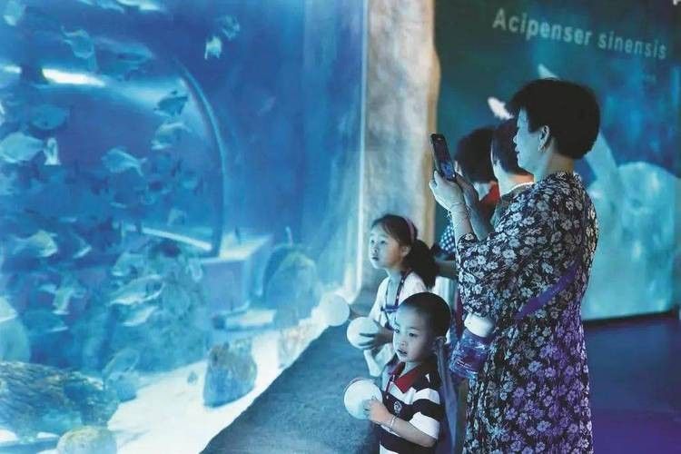 紹興哪個水族館龍魚好？祥龍魚場龍魚（紹興市祥龍魚場是當地知名的水族館之一）