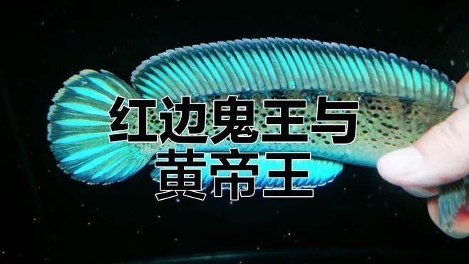 鬼王雷龍魚有哪些品種？（鬼王雷龍魚品種介紹）