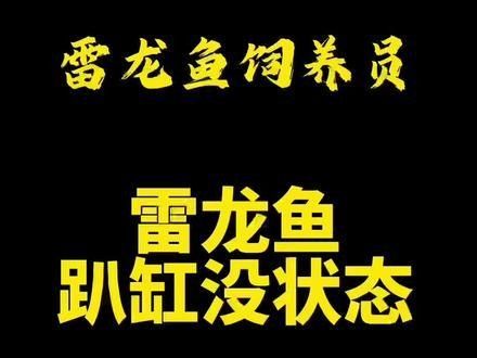 雷龍魚刺魚時常見錯誤（雷龍魚刺雷龍魚趴缸縮鰭怎么辦）
