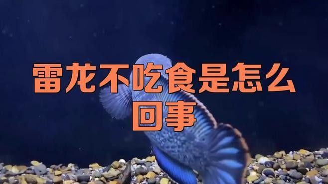 雷龍魚刺魚時常見錯誤（雷龍魚刺雷龍魚趴缸縮鰭怎么辦）