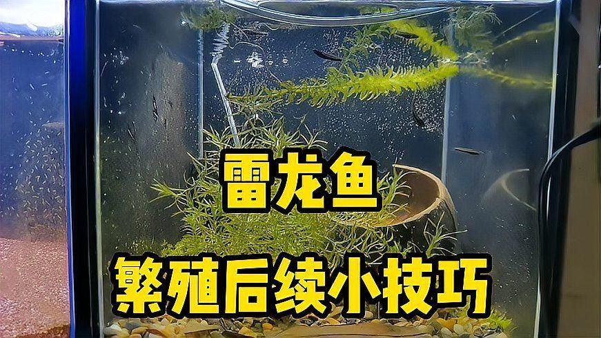 雷龍魚繁殖后如何分缸（雷龍魚分缸繁殖攻略，養魚新手必看）