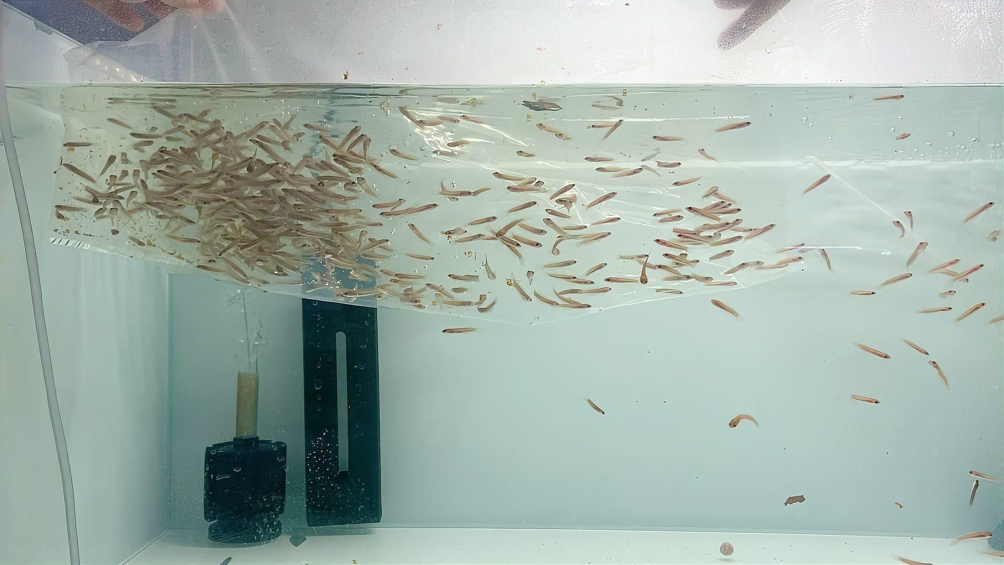 雷龍魚繁殖后如何分缸（雷龍魚分缸繁殖攻略，養魚新手必看）