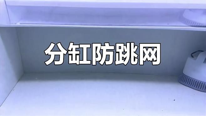 雷龍魚繁殖后如何分缸（雷龍魚分缸繁殖攻略，養魚新手必看）