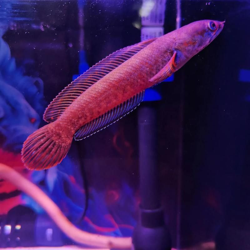 如何挑選健康的紅帝王雷龍魚（健康的紅帝王雷龍魚是確保其水族成長的關鍵）