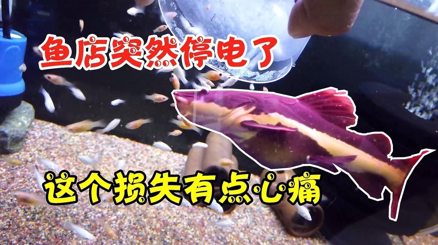 芒市區(qū)哪個水族館龍魚好？祥龍魚場龍魚（廣州祥龍魚場的地址在哪里？）