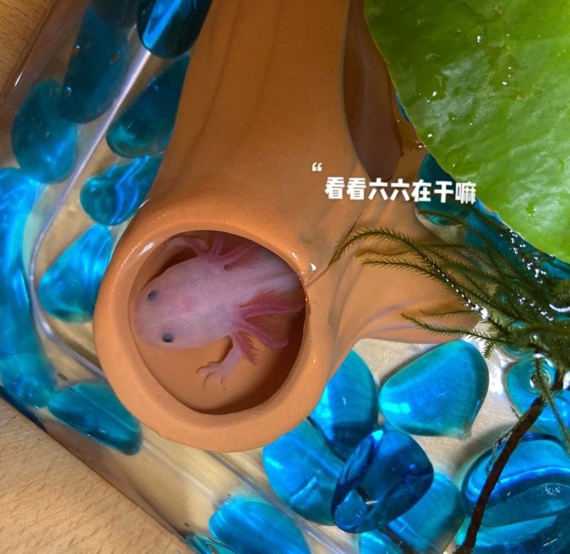 如何為六角恐龍魚換水？（如何為六角恐龍魚換水）