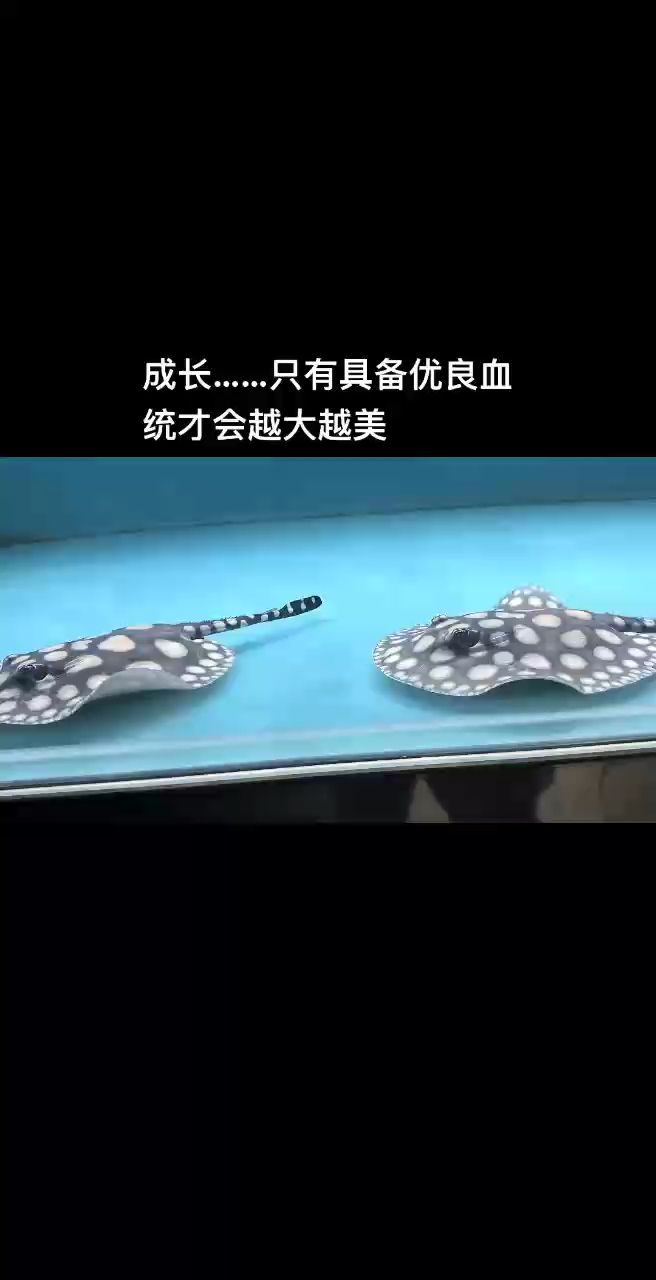 成長蛻變，只有具備優良血統才會越大越美。水泊魔神你值得擁有（水泊魔神你值得擁有） 成長蛻變，只有具備優良血統才會越大越美。水泊魔神你值得擁有（水泊魔神你值得擁有） 龍魚論壇