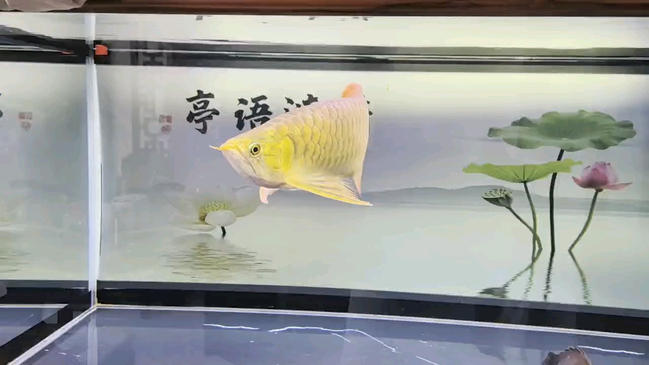 堅持愛好（_小金龍評論：堅持愛好的重要性及其對個人成長的影響） 堅持愛好（_小金龍評論：堅持愛好的重要性及其對個人成長的影響） 龍魚論壇