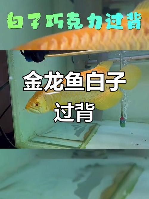 白子過背金龍魚好養(yǎng)嗎？（白子過背金龍魚養(yǎng)護要點）