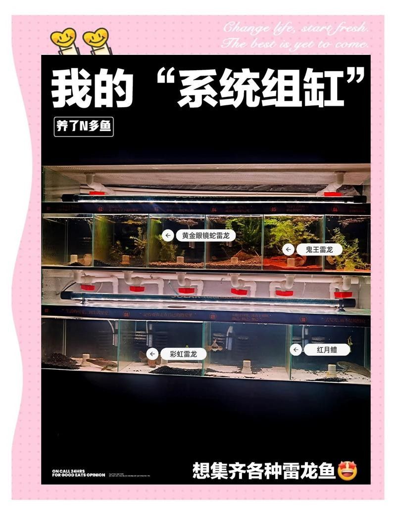 紅帝王雷龍魚適合新手養嗎（帝王雷龍魚怎么養）