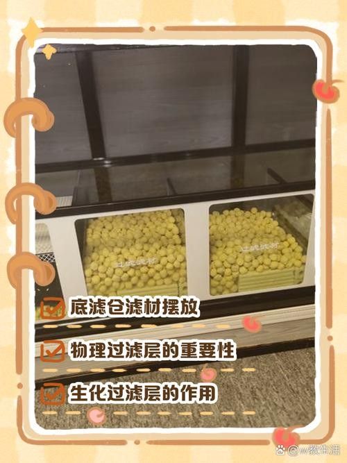 龍魚濾材擺放順序圖（關(guān)于龍魚濾材擺放順序圖）