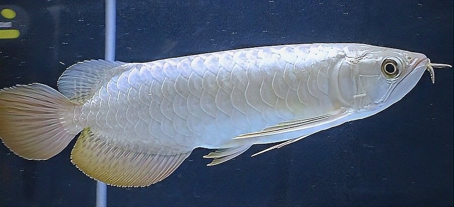 如何挑選高品質的重金屬金龍魚？（如何快速區分金龍魚品質帝龍阿輝如何區分金龍魚） 如何挑選高品質的重金屬金龍魚？（如何快速區分金龍魚品質帝龍阿輝如何區分金龍魚） 龍魚百科 第22張