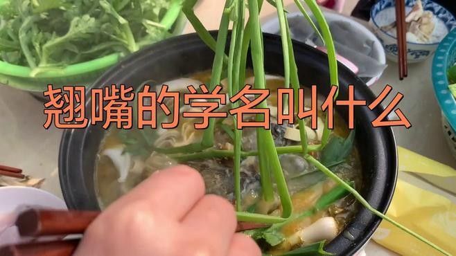 紅龍魚翹頭和翹嘴哪個更稀有（如何區分龍魚翹頭和翹嘴？）