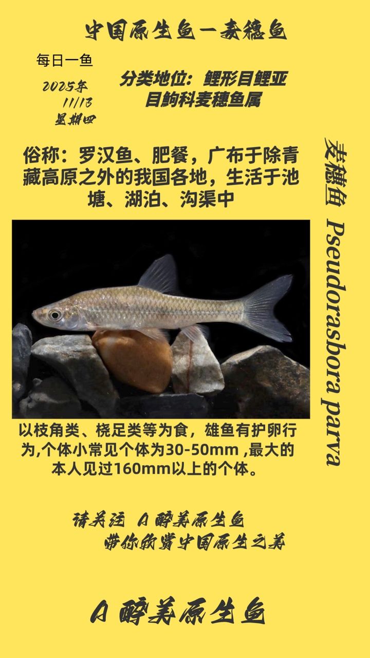 麥穗魚（穗魚的生活習性）