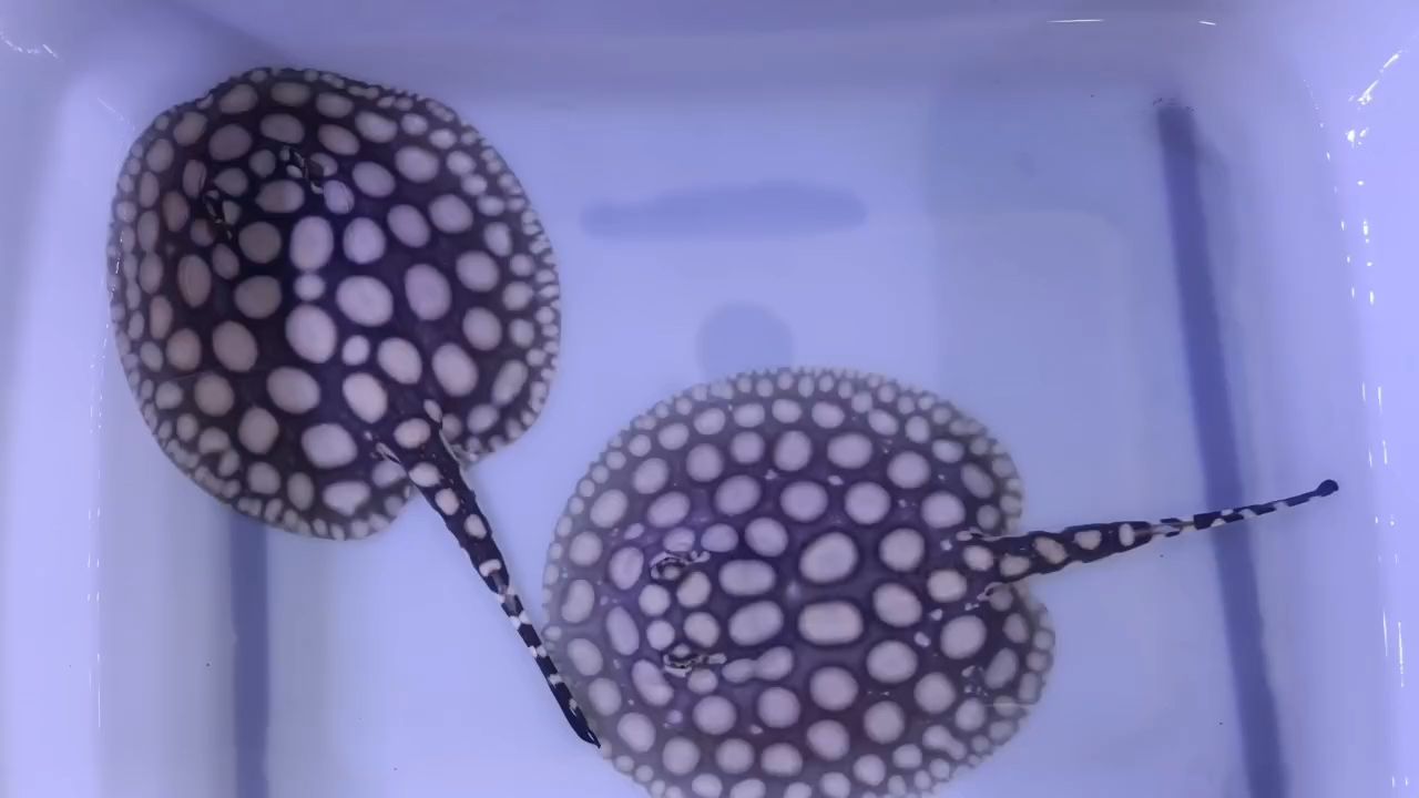 早安（一句“早安”，就是對美好瞬間的一種珍惜） 早安（一句“早安”，就是對美好瞬間的一種珍惜） 龍魚論壇
