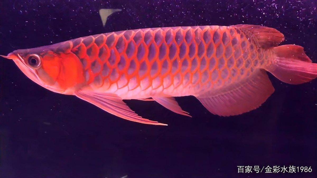 布奇美拉龍魚證書有哪些版本（布奇美拉龍魚證書有效期是多久布奇美拉龍魚證書價格是多少） 布奇美拉龍魚證書有哪些版本（布奇美拉龍魚證書有效期是多久布奇美拉龍魚證書價格是多少） 龍魚百科 第9張