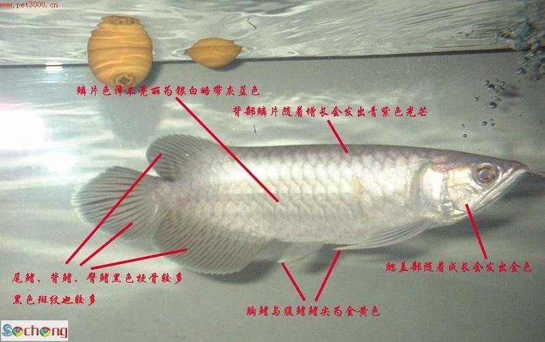 布奇美拉龍魚證書有哪些版本(布奇美拉龍魚證書有效期是多久布奇美拉龍魚證書價格是多少) 龍魚百科 第3張 布奇美拉龍魚證書有哪些版本(布奇美拉龍魚證書有效期是多久布奇美拉龍魚證書價格是多少) 布奇美拉龍魚證書有哪些版本(布奇美拉龍魚證書有效期是多久布奇美拉龍魚證書價格是多少) 龍魚百科 第3張