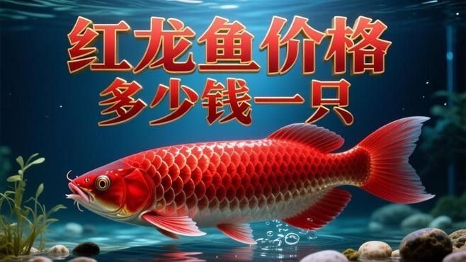 紅龍魚幼苗哪個品種最貴（市場上最昂貴的紅龍魚幼苗價格多少錢一條joyce好物志）