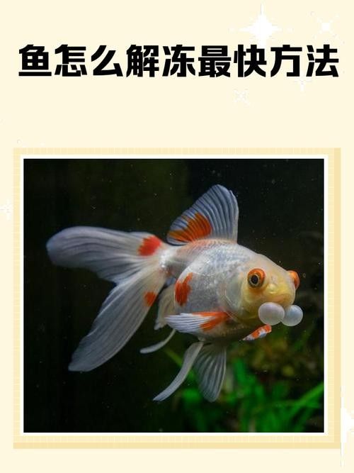 龍魚冷水生存后如何恢復（‘趴缸’揭秘背后真相與高效解救策略）