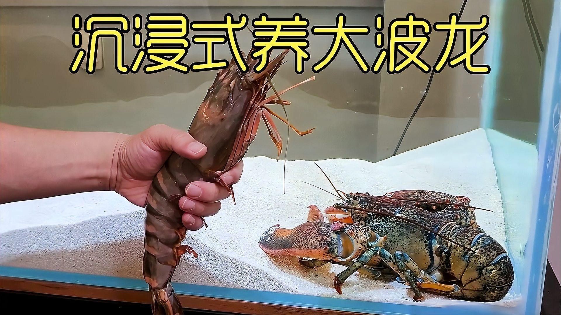 龍魚缸中的植物需要施肥嗎（魚缸中的植物是否需要施肥取決于多種因素） 龍魚缸中的植物需要施肥嗎（魚缸中的植物是否需要施肥取決于多種因素） 龍魚百科 第9張
