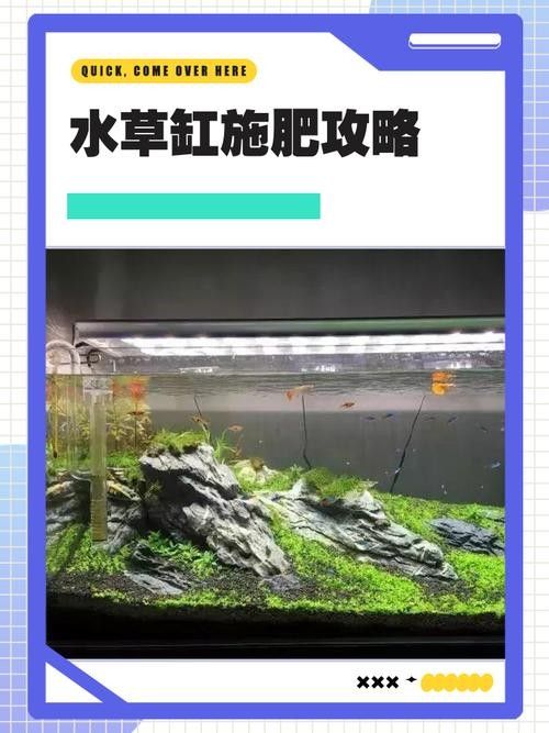 龍魚缸中的植物需要施肥嗎(魚缸中的植物是否需要施肥取決于多種因素) 龍魚百科 第3張 龍魚缸中的植物需要施肥嗎(魚缸中的植物是否需要施肥取決于多種因素) 龍魚缸中的植物需要施肥嗎(魚缸中的植物是否需要施肥取決于多種因素) 龍魚百科 第3張
